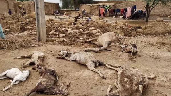 In reality, thousands of families have not received any relief from the government or NGOs and are waiting for help under the open sky.