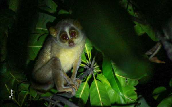 Why do we see Slender Loris as a friend of Farmers: