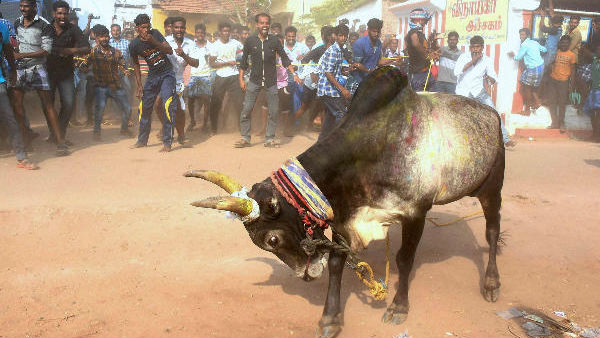 Jallikattu Sports Stadium - A Mega Project of Tamil Nadu Government! 