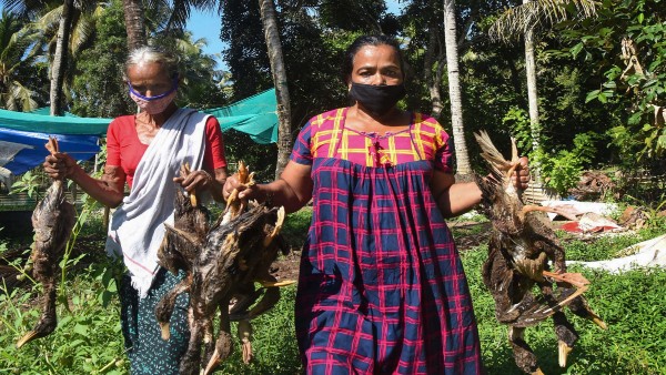 Centre deploys high-level team to Kerala to investigate Avian Influenza outbreak Centre deploys high-level team to Kerala to investigate Avian Influenza outbreak