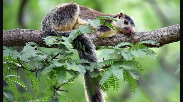 List of ‘Benefits from the Cauvery South Wildlife Sanctuary’