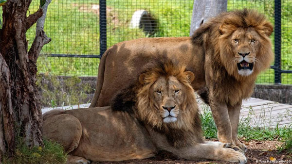 Australia: Five Lions briefly escape zoo enclosure in Sydney
