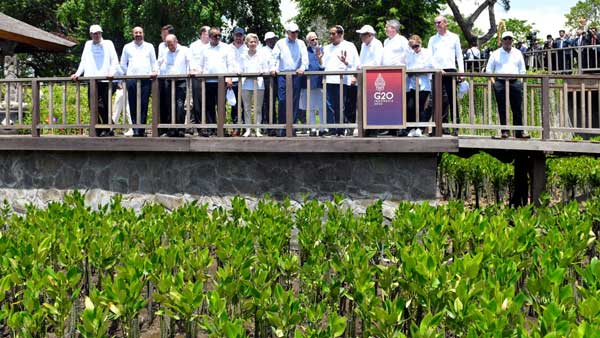 In pics: Together, PM Modi with other G20 leaders plant mangrove saplings in Bali