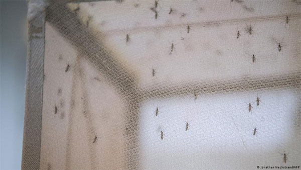 Invasive mosquito linked to new malaria outbreaks in Africa Invasive mosquito linked to new malaria outbreaks in Africa