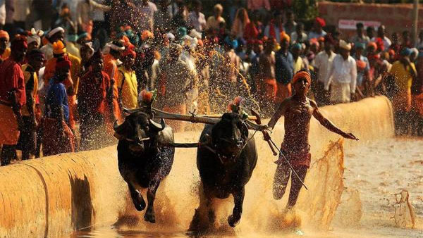 Kambala festival: Buffalo race season begins to enthuse local folks in coastal Karnataka Kambala festival: Buffalo race season begins to enthuse local folks in coastal Karnataka