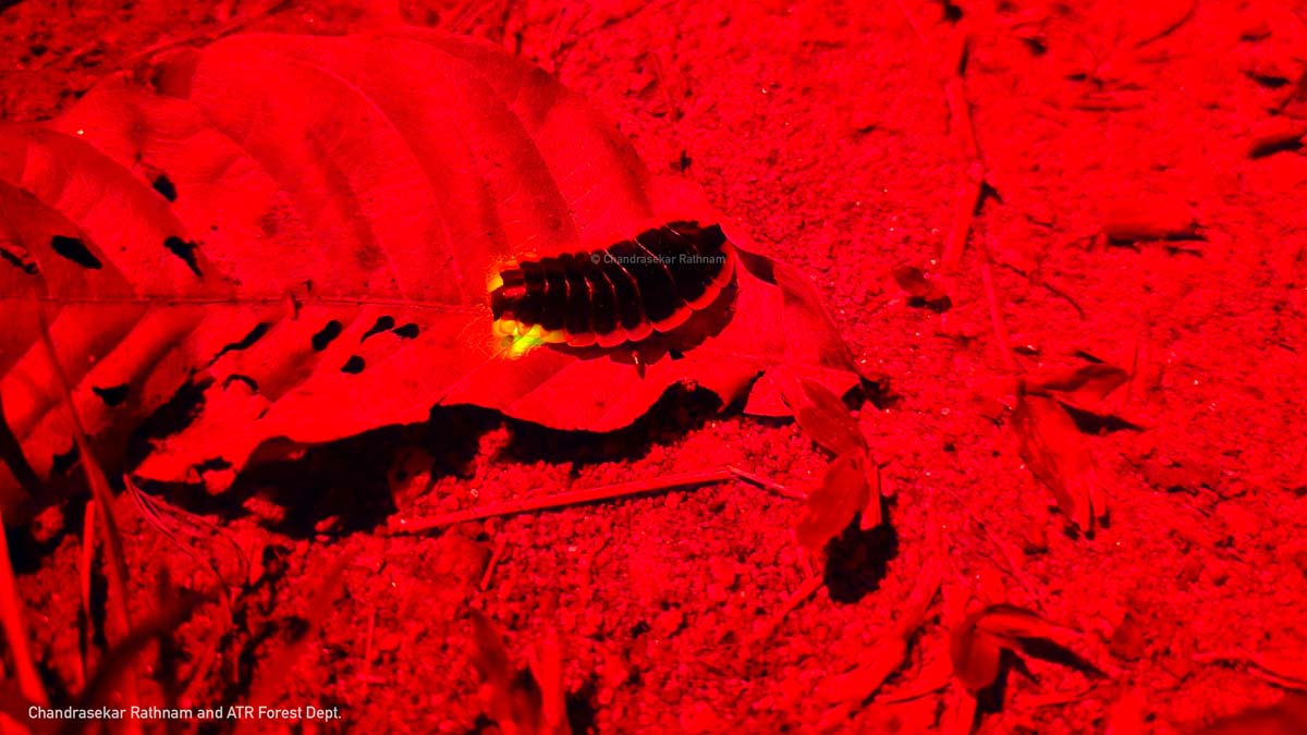 When the dark night rises, the Anamalai Forest glows bright!