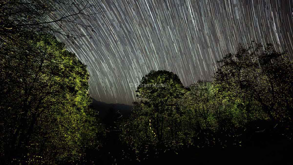 When the dark night rises, the Anamalai Forest glows bright!