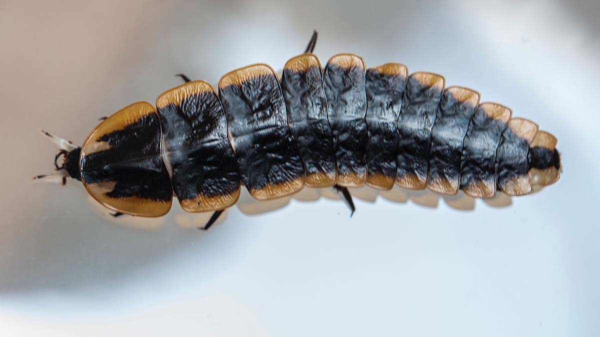 When the dark night rises, the Anamalai Forest glows bright!