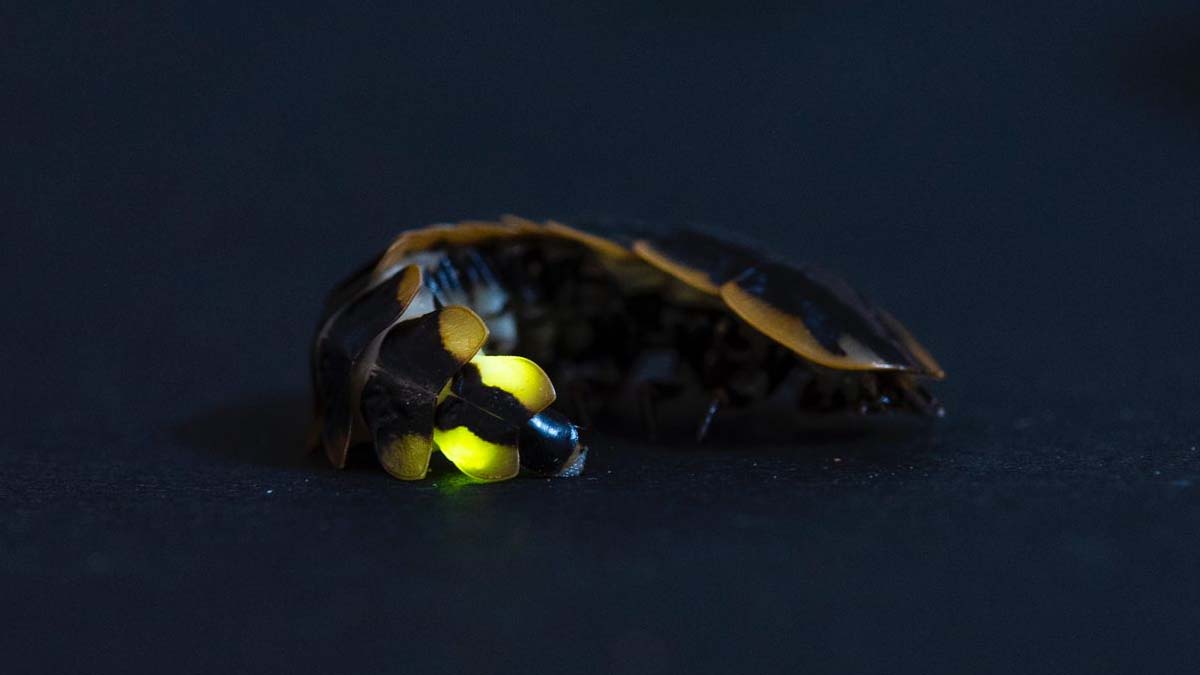 When the dark night rises, the Anamalai Forest glows bright!