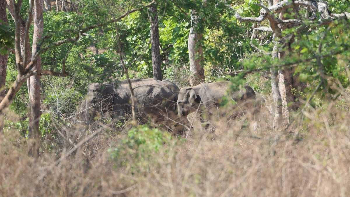 PM enjoys Safari ride at Bandipur Tiger Reserve