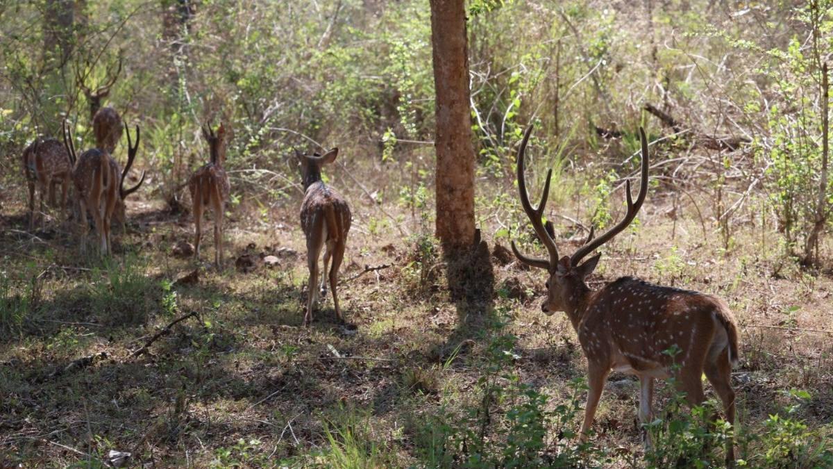 PM enjoys Safari ride at Bandipur Tiger Reserve in Karnataka