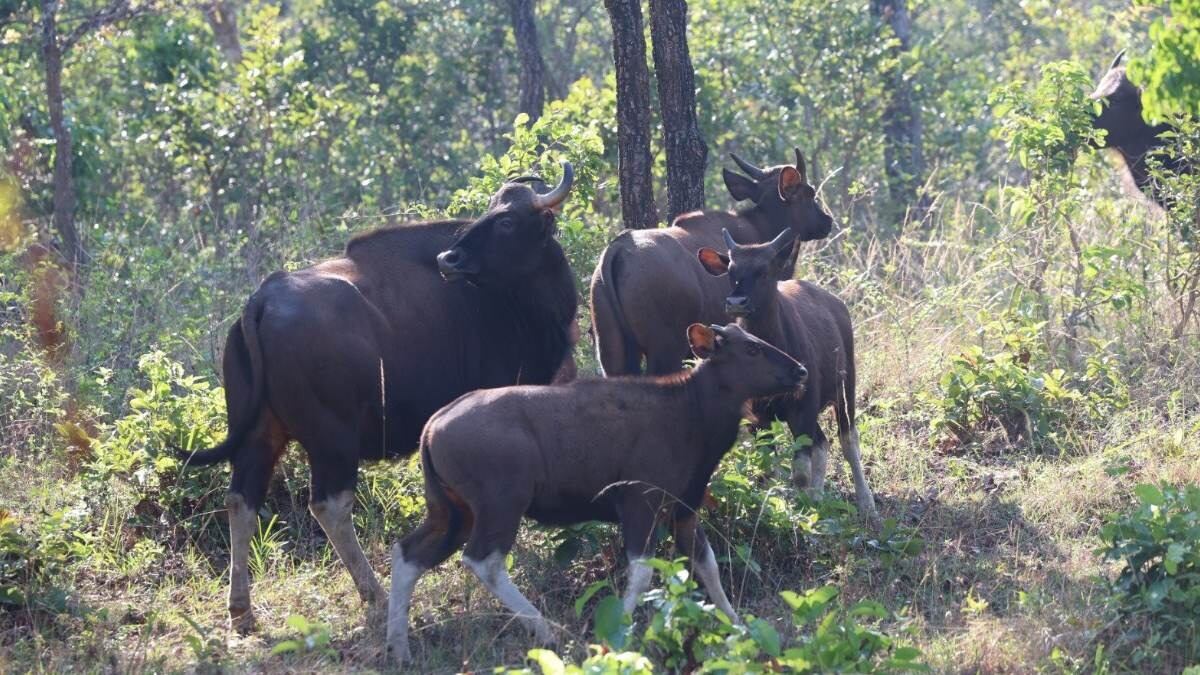 PM enjoys Safari ride at Bandipur Tiger Reserve in Karnataka