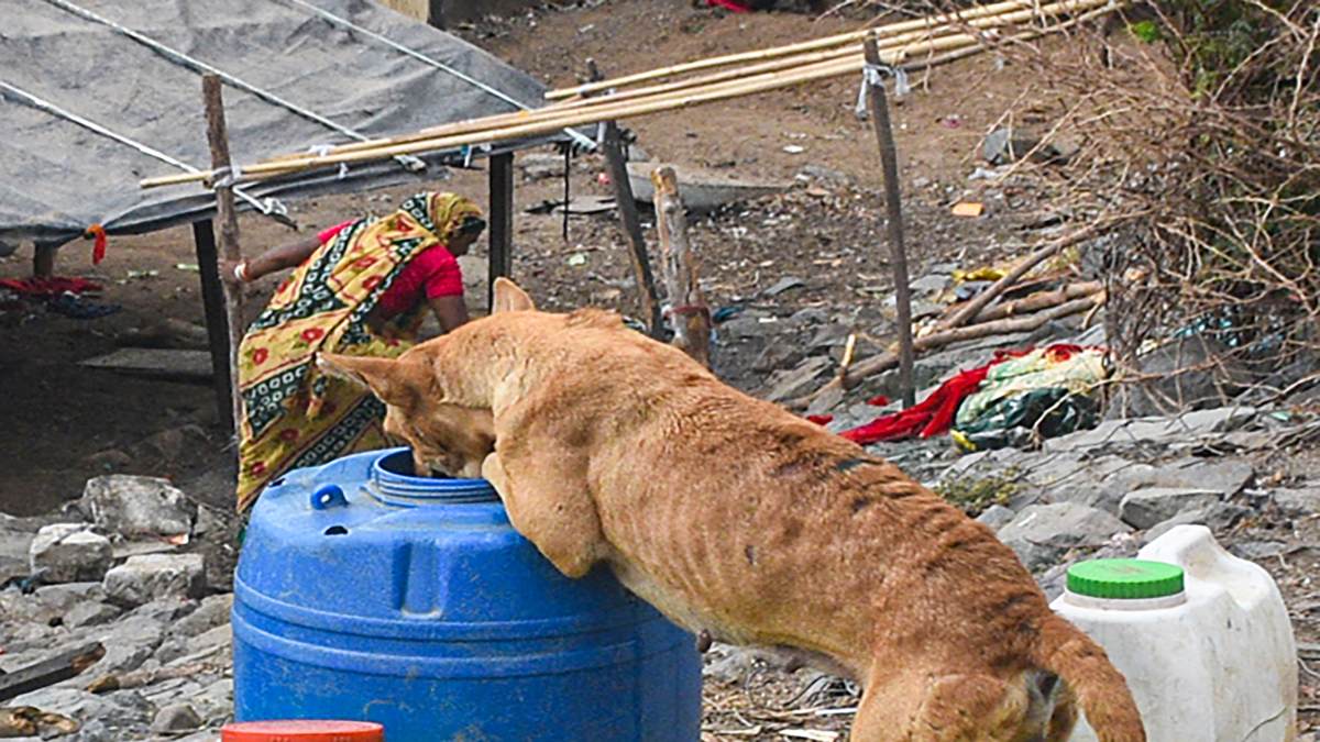 Bengaluru man beaten to death over dog poop; neighbours arrested