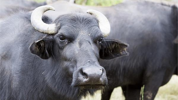 For Running Over Buffalo 29 Years Ago, 83-Year-Old Man Gets Arrest Warrant