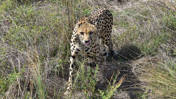 Cheetah Brought From South Africa Injured In Fight At Kuno Park