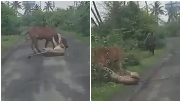 See How A Man Scares Away Lion To Save His Cow