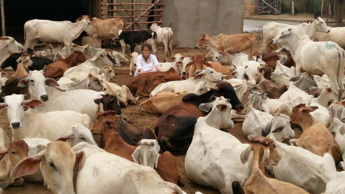 Explained: The Row Over Anti-Cow Slaughter Law In Karnataka - Oneindia News