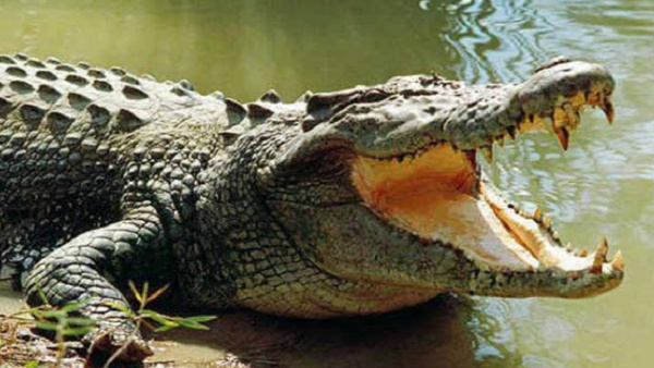 MP Horror: Woman, Lover Killed; Bodies Dumped Into Crocodile-Infested River