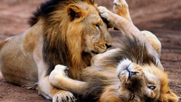 How Gujarat Is Protecting Gir Lions During Cyclone Biparjoy