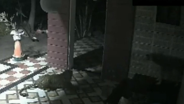 How A Dog Scares Away A Leopard: Watch Stunning Video How A Dog Scares Away A Leopard: Watch Stunning Video