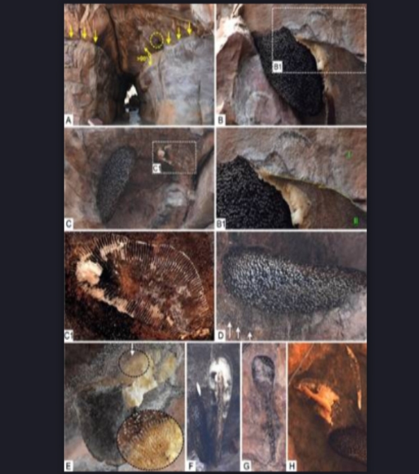 Indian Scientists Debunk US Researchers Claim On Bhimbetka Fossil