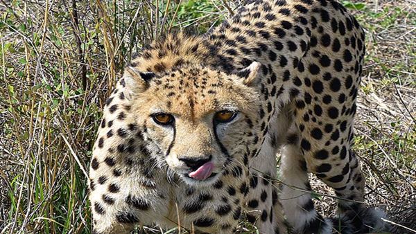 Yet Another Cheetah Dies At Kuno Park; 7th In 3 Months