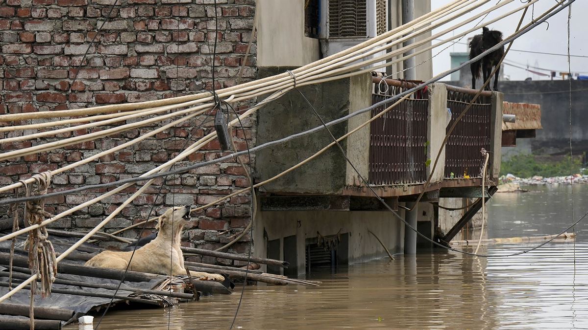 Around 2,000 People, 700 Cattles Moved To Safety As Yamuna Floods Low-Lying Plains In Noida
