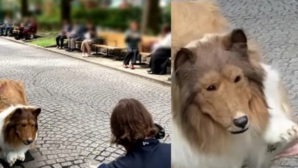 Japanese Man Spends 16 Lakh To Transform Into Dog, Goes for Walk in Public