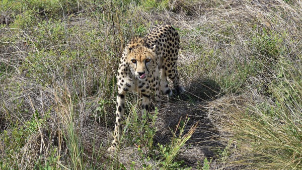 Deep Wounds In Cheetah Necks Raise Concerns About Radio Collars