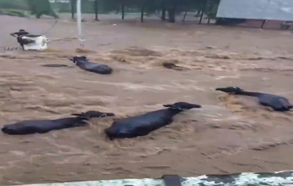  Flash Floods in Gujarat: 4 Drown, Vehicles Washed Away in Junagarh