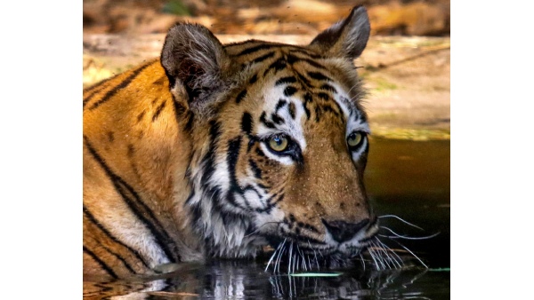 International Tiger Day