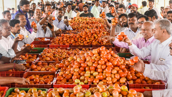 Petrol Is Cheaper Than Tomato In India: Check The Prices Of This Veggie In Leading States Petrol Is Cheaper Than Tomato In India: Check The Prices Of This Veggie In Leading States