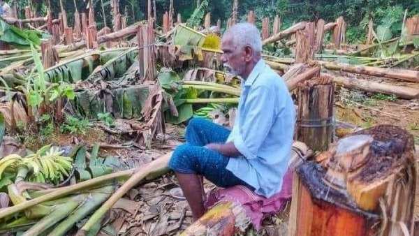 Kerala: KSEB Chops Off 400 Banana Trees Before Harvest, Farmer Loses Rs 4 Lakh