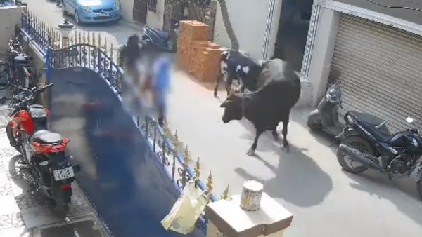 Caught On Cam: Cow Attacks A Chennai Girl In Shocking Video