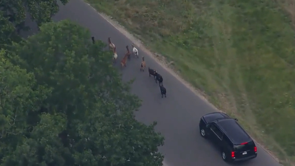 Caught On Camera: Donald Trumps Motorcade Blocked By Herd Of Goats
