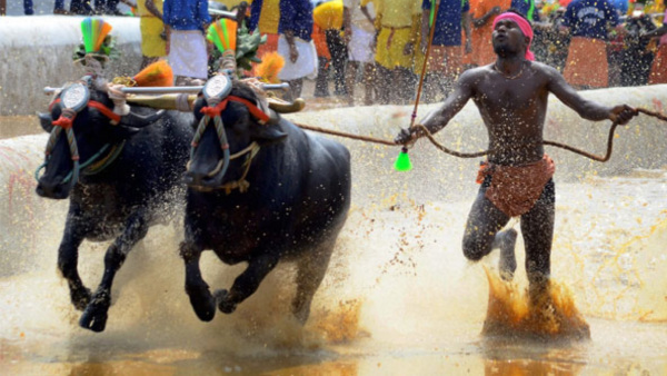 Kambala: The Buffalo Race To Grace Bengaluru Palace Grounds This November
