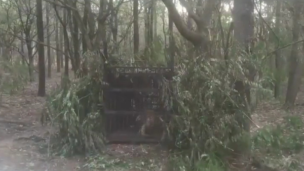 Watch: The Leopard That Killed 6-Year-Old Girl In Tirumala Captured