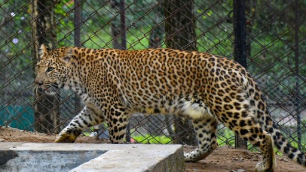 Madhya Pradesh: Leopard Mishandled, Harassed by Villagers In Dewas District, See Video