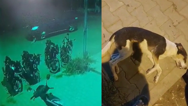 Caught On Camera: Cab Driver Runs Over Stray Dog In Bellandur, Netizens Outraged