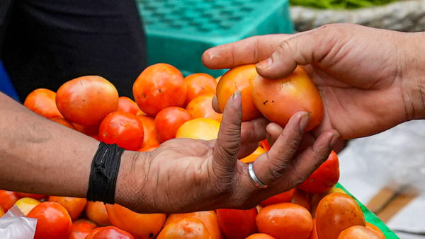 Tomato Prices Skyrocket As Supply Tightens: Mother Dairy Stores Sell At Rs 259/kg