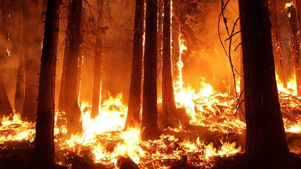 At Least 36 People Died As Hawaii Battles Blazes