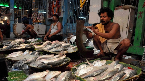 Hilsa Fish