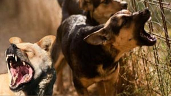 Uttar Pradesh: Toddler Gets Attacked By A Stray Dog In Amrohar