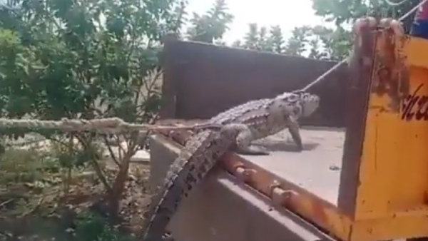 Farmers Take Crocodile To Electricity Office In Karnataka To Protest Power Outage
