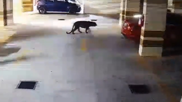 Bengaluru: How Forest Dept Trying To Capture The Leopard?