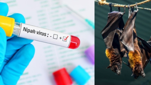 Nipah Virus Found In Bats In Wayanad: Health Minister Urges People To Be Vigilant