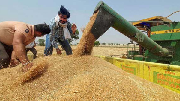 Govt Hikes Wheat MSP By Rs 150 Per Quintal To Rs 2,275/Quintal For 2024-25: I&B Minister