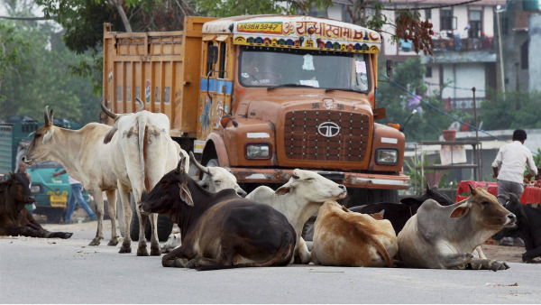 As Stray Cow Menace Grows UP Govt Announces Cow Census