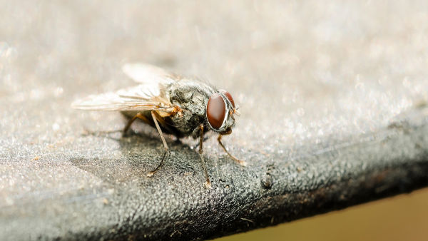Baffling Find: Doctors Discover Intact House Fly Inside 63-Year-Old Mans Intestines