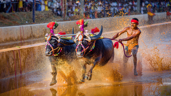 Bengaluru Braces For Thrill-Filled Kambala Buffalo Race: 160 Pairs To Compete, Free Entry For All